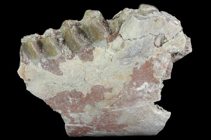 Oreodont Jaw Section With Teeth - South Dakota #81971